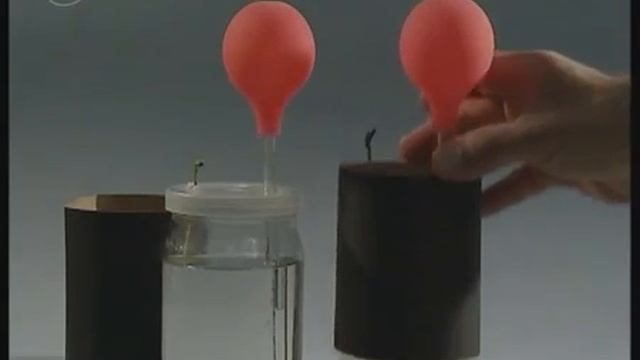 Значение минеральных солей для роста корня смотреть онлайн