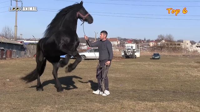 Top 10 Cai Frumoși Care Sar în Două Picioare !