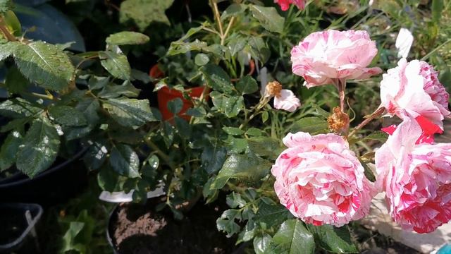 Floribunda Rose 