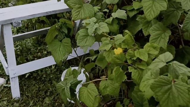 Наш вечер. Муж сделал ходули ??. #вечер #деревня #ходунки #своимируками смотреть онлайн