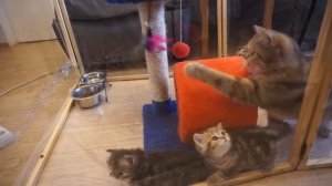 ? Что делать если кошку рвет?