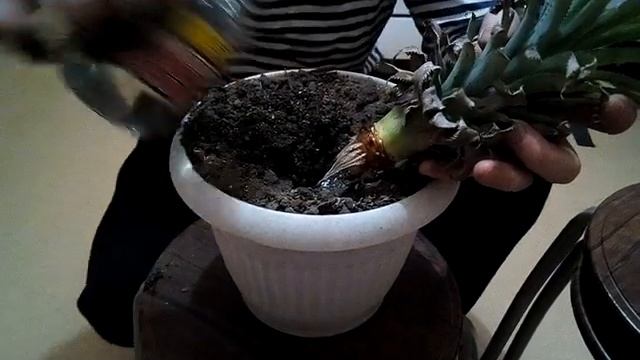 Выращиваем ананас. Посадка ананаса. Часть 4 смотреть онлайн