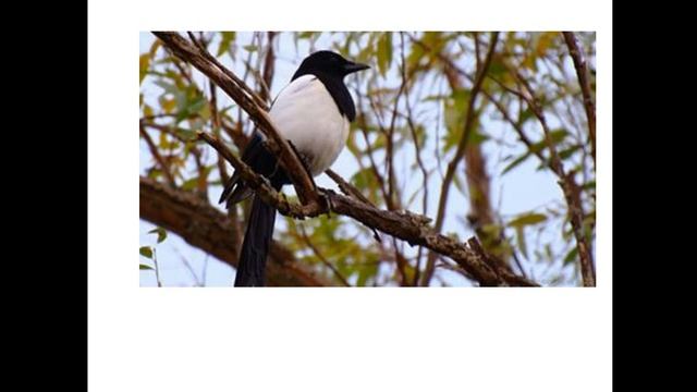 Урок кубановедения. Весенние изменения на Кубани.