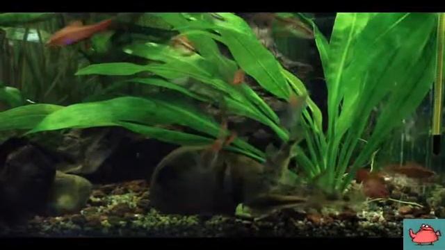 Коридорасы и вьюны едят мидию смотреть онлайн