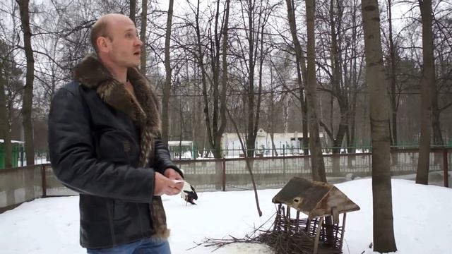 Видеолекции о птицах: аисты смотреть онлайн
