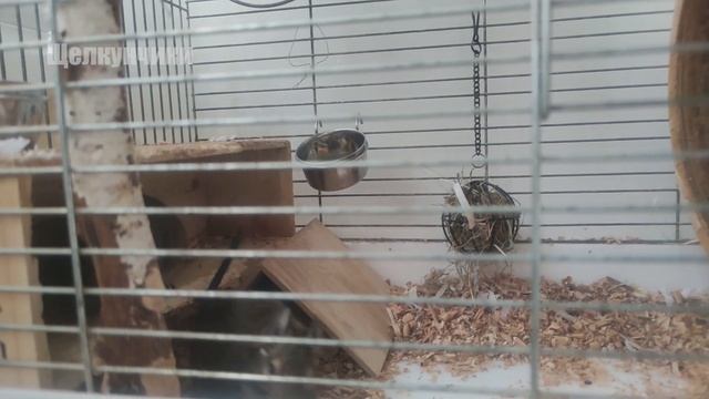 Драка дегу смотреть онлайн