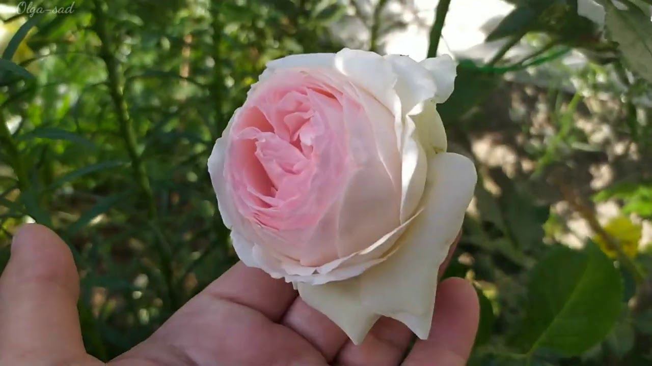 Сорт Эден роуз из разных питомников.Сравнение смотреть онлайн