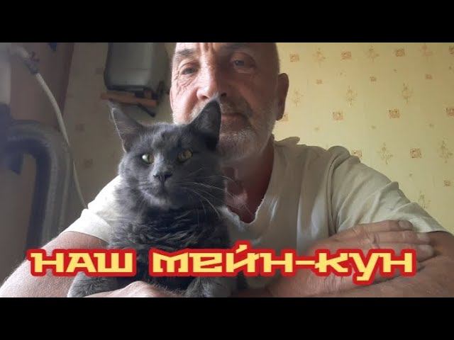 Наш молодой МЕЙН-КУН... смотреть онлайн