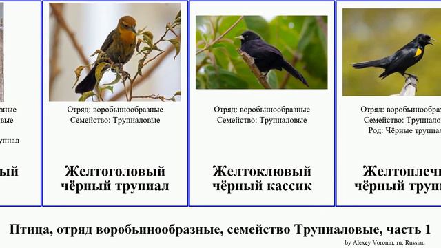 Птица, отряд воробьинообразные, семейство Трупиаловые, часть 1 чёрный цветной кассик луговой bird смотреть онлайн