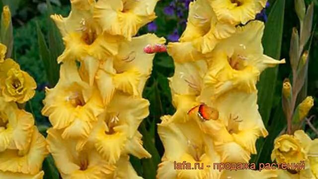 Гладиолус крупноцветковый Энджи (gladiolus) ? Энджи обзор: как сажать, рассада гладиолуса Энджи смотреть онлайн