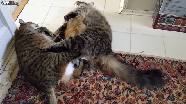 как дерутся толстые кошки смотреть онлайн