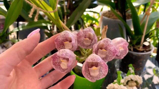 Редкая орхидея! Peristeria Albirosa. Бриллиант моей коллекции орхидей смотреть онлайн