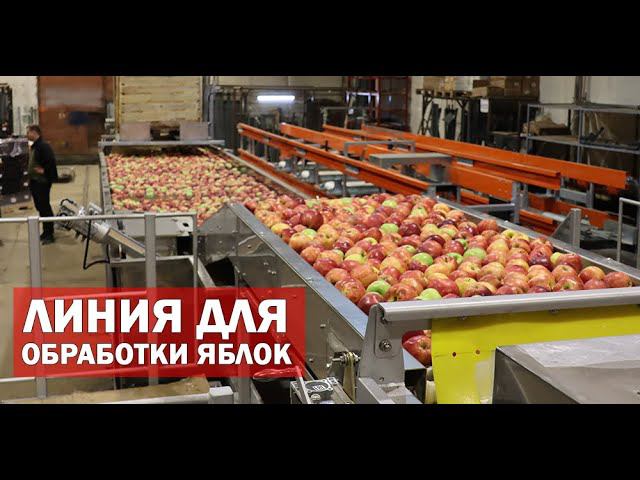 Автоматическая линия для яблок (видео) смотреть онлайн