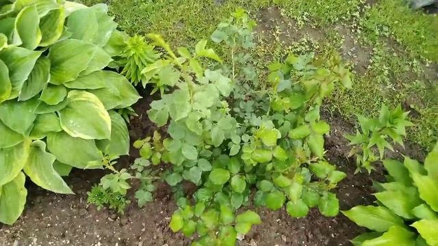 ДАЧА. НАЧАЛО ЛЕТА. НОЧНЫЕ ЗАМОРОЗКИ, ЖАРА, ПРОЛИВНЫЕ ДОЖДИ... Прогулка по участку смотреть онлайн