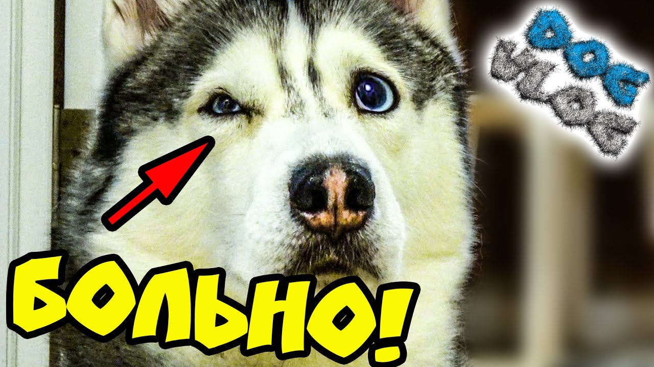 DOGVLOG_ ХАСКИ УКУСИЛИ ЗА ГЛАЗ! КЛИП ИЗ ВИДЕО ПОДПИСЧИКОВ. Говорящая собака. смотреть онлайн