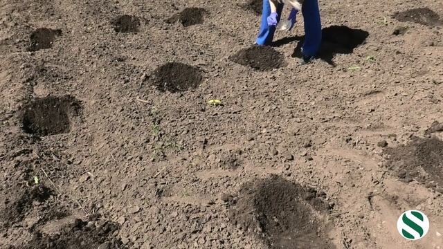 Огурец. Сев в открытый грунт. смотреть онлайн