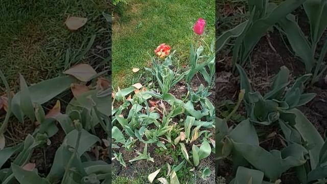 Клумба после цветения тюльпанов смотреть онлайн