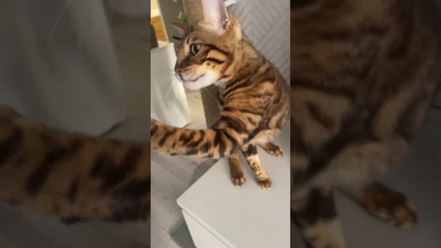 Это моё! Мне надо! Очень надо! смотреть онлайн