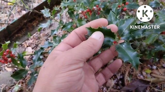 Падуб мезерва смотреть онлайн