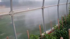 Перец сладкий Забор f2 и про планы на завтра и на будущий год.