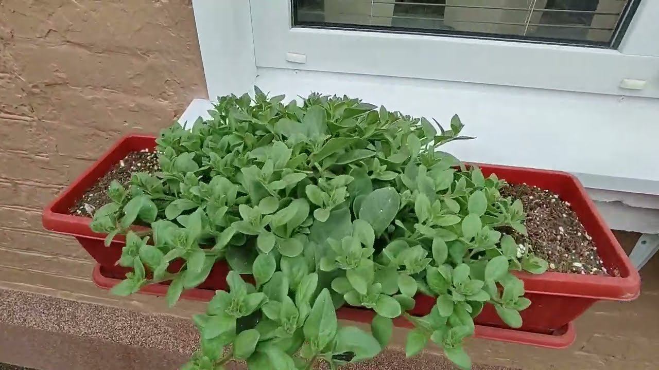 Как правильно удобрять петунию после высадки на пмж. Прищипка петунии без секретов. Обзор петуний. смотреть онлайн