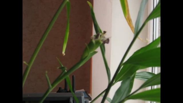 Цветение имбиря - 4 смотреть онлайн