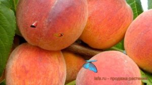 Персик обыкновенный Ред Хэвен (redhaven) ? обзор: как сажать, саженцы персика Ред Хэвен