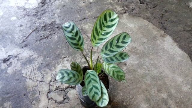 Jenis Tanaman Hias Calathea Ctenanthe Burle-marxii смотреть онлайн