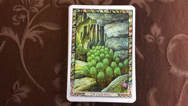 The Druid Plant Oracle (Walkthrough) смотреть онлайн