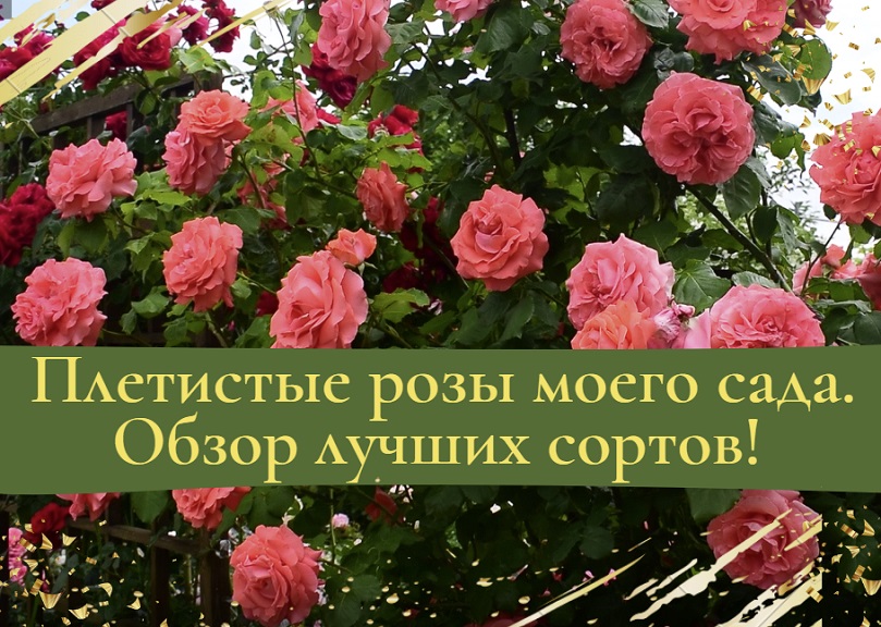 Плетистые розы моего сада. Обзор лучших сортов! смотреть онлайн