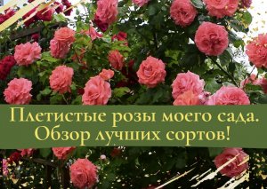 Плетистые розы моего сада. Обзор лучших сортов!