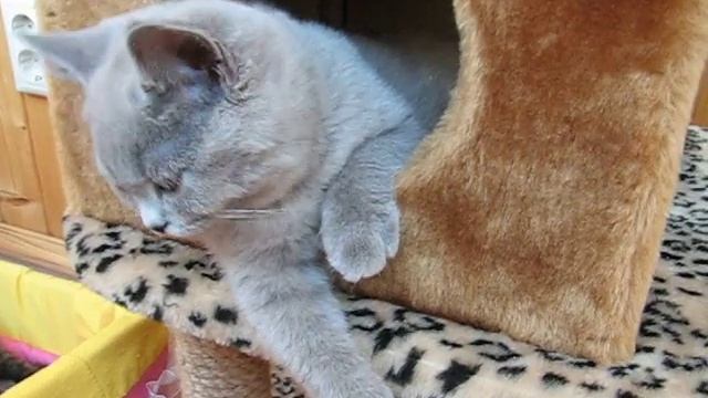Британскому котенку 2 месяца смотреть онлайн