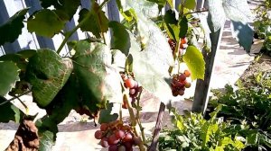 Виноград сорт "Минский розовый". Садить или нет?