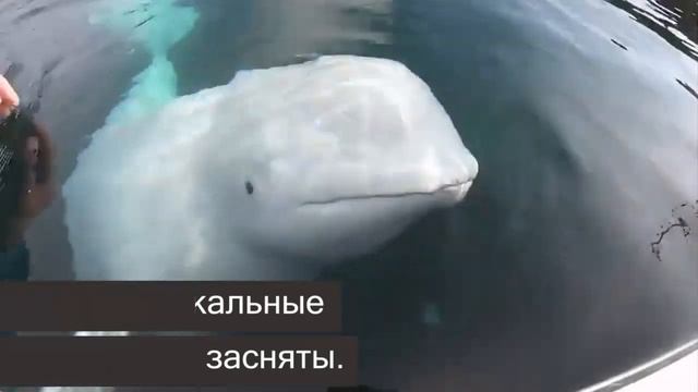 Белуха немного пошалила, отобрав у каякера камеру GoPro смотреть онлайн