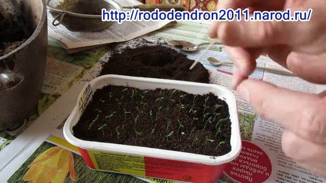 24 февраля 2015г Подсыпаем просеянный торф смотреть онлайн