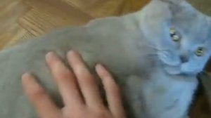 Мой жирный кот мурлычет