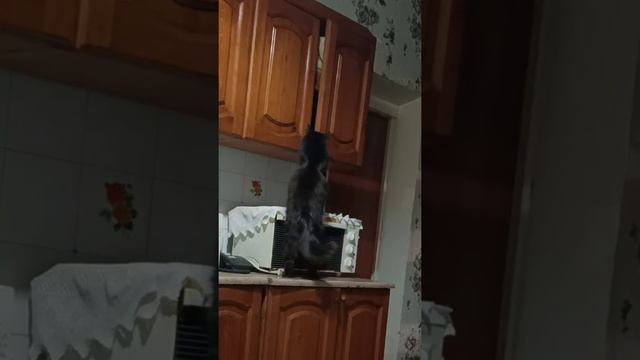 Кот ворует сосиску смешные животные / Cat steals sausage funny animals смотреть онлайн