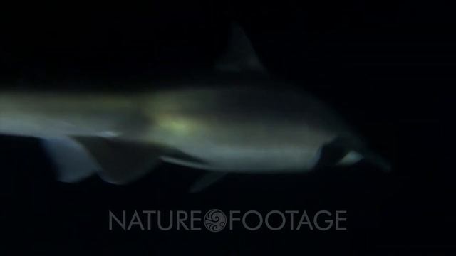 Spiny Dogfish, Spurdog, Mud Shark, Piked Dogfish (Squalus Acanthias) смотреть онлайн