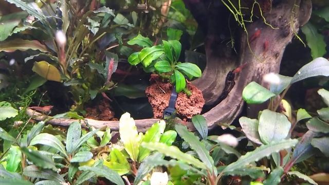 Новые мелкие виды буцефаландр в моем аквариуме 100 литров) Буцефаландры посылка из Москвы? смотреть онлайн