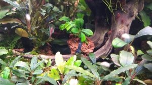 Новые мелкие виды буцефаландр в моем аквариуме 100 литров) Буцефаландры посылка из Москвы?