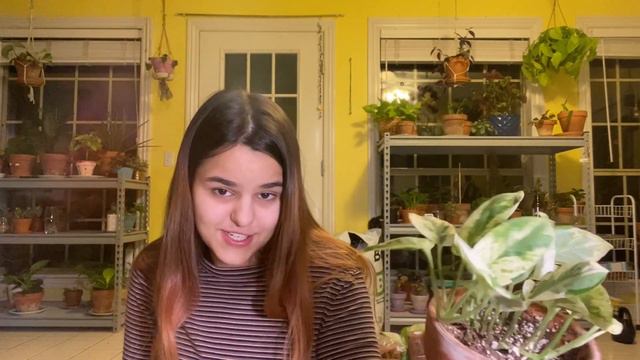 My 12 Favorite Houseplants Of 2020