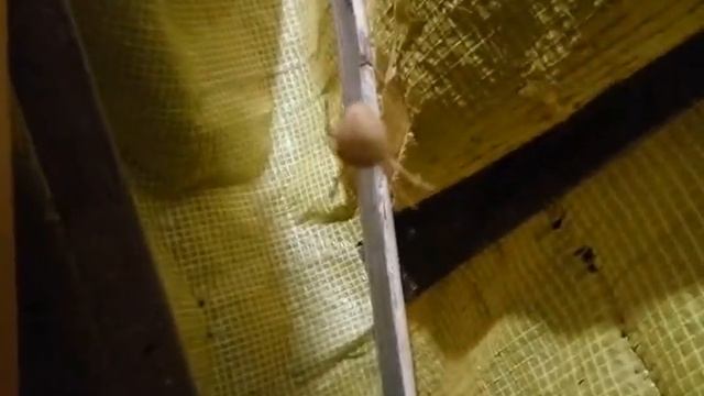 Пауки-крестовики и другие пауки которые у меня живут смотреть онлайн