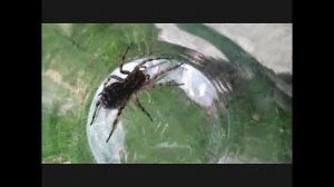 Тарантулы. Обитатели огородов)))