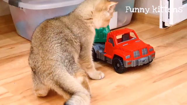 Забавный Котенок Асти играет | Кошачьи игры часть 2 смотреть онлайн