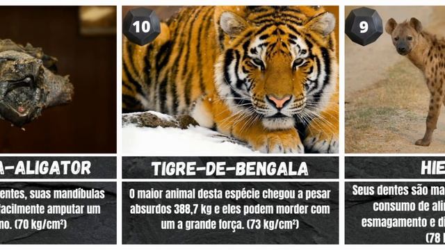 20 Mordidas mais poderosas do mundo смотреть онлайн