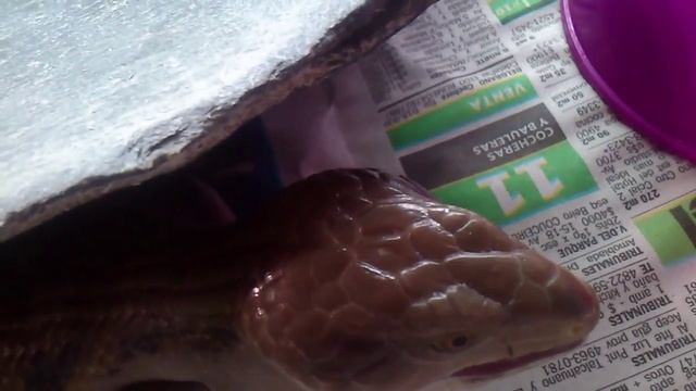 Tiliqua Scincoides (Blue-tongued skink) eating смотреть онлайн