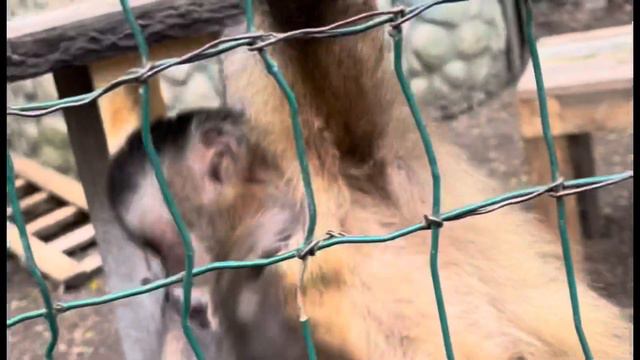 Лето в Краснодаре | зоопарк Краснодара смотреть онлайн