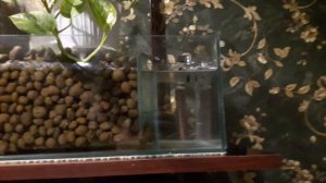 Фитофильтр для аквариума. С чего все началось