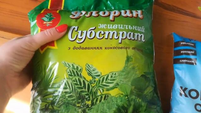 Купили грунт для новой калатеи. смотреть онлайн