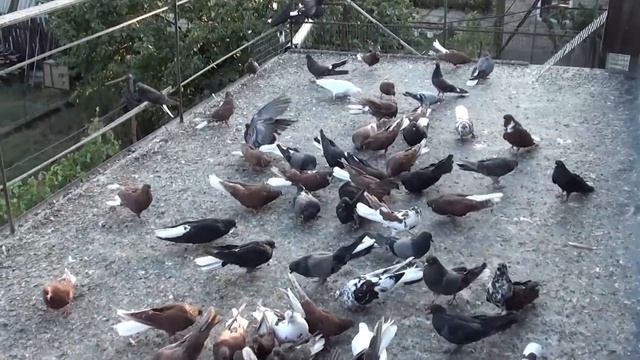 Николаевские голуби!Бориса Осадчего 2018
